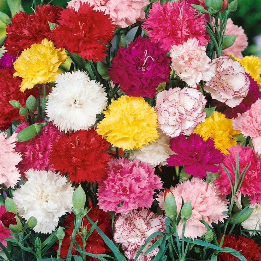 The Lucky Stars Dianthus Caryophyllus Chabaud mix seedling growth emphasizes early greenery.