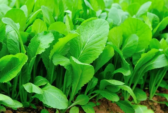 The Lucky Stars Florida Broadleaf Mustard seeds pack for planting with abundant harvest potential.