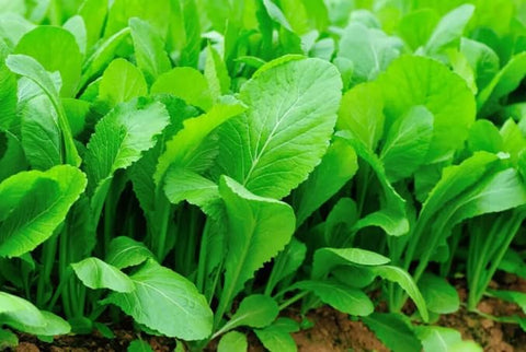 The Lucky Stars Florida Broadleaf Mustard seeds pack for planting with abundant harvest potential.