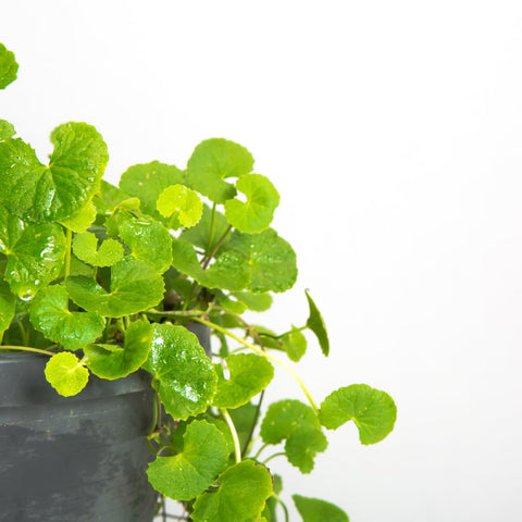 Close-up of The Lucky Stars Gotu Kola seeds, showcasing non-GMO organic quality.