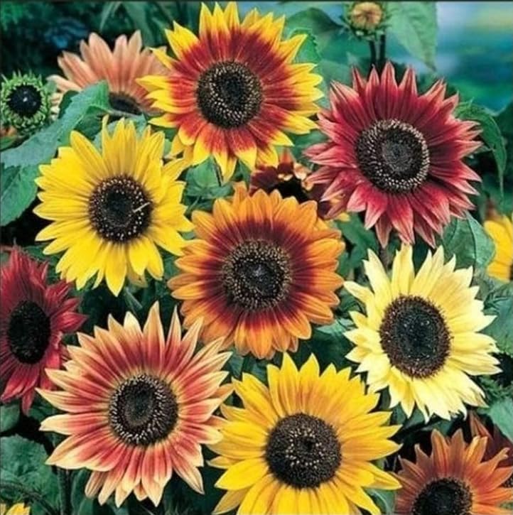 The Lucky Stars heritage varieties closeup showing diverse petals