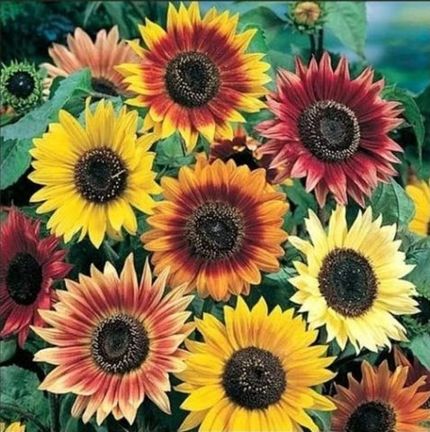 The Lucky Stars heritage varieties closeup showing diverse petals