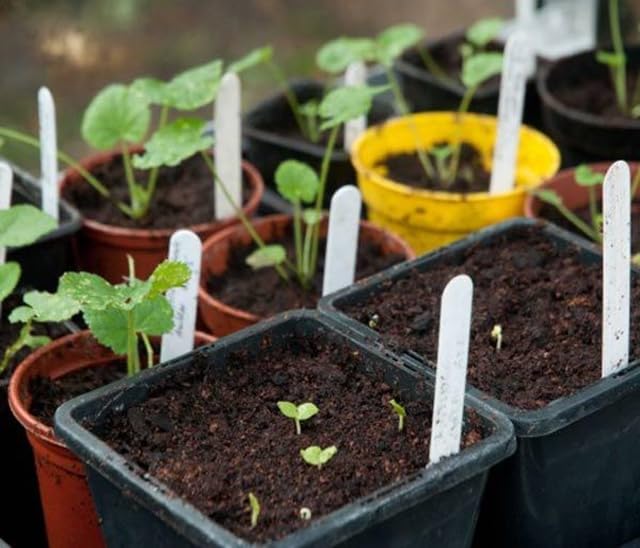 The Lucky Stars hollyhock seeds border backdrop planting for a cottage garden feel.