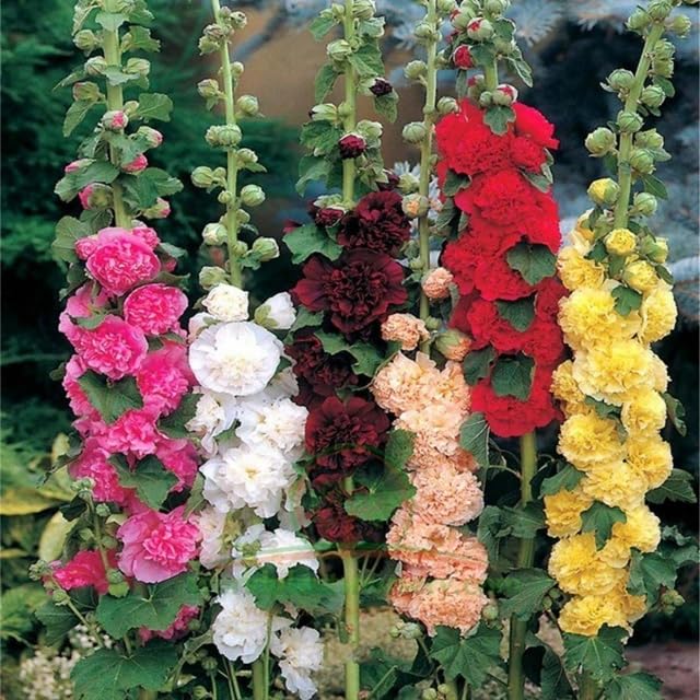 The Lucky Stars hollyhock seeds Carnival Mix bloom tall multicolor flowers for dramatic garden borders.