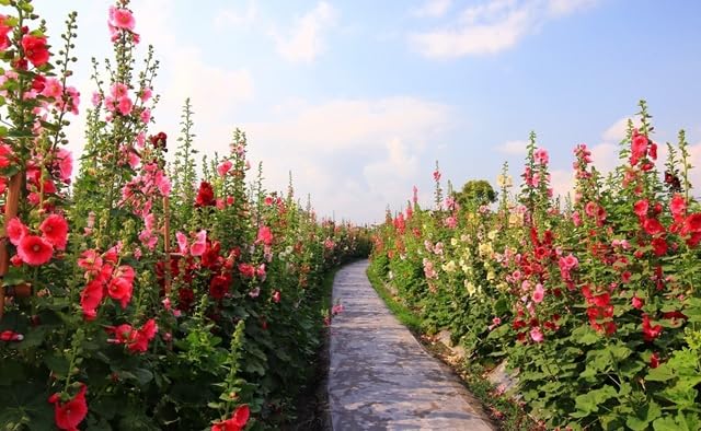 The Lucky Stars hollyhock seeds attract pollinators in a sunny garden setting.