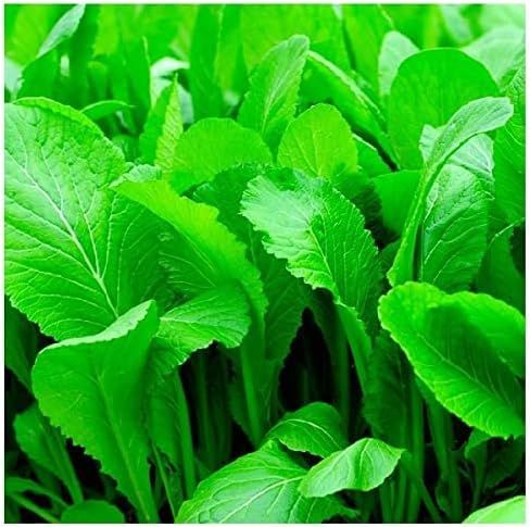 The Lucky Stars moisture-resistant seed packaging preserves freshness for long-term storage.