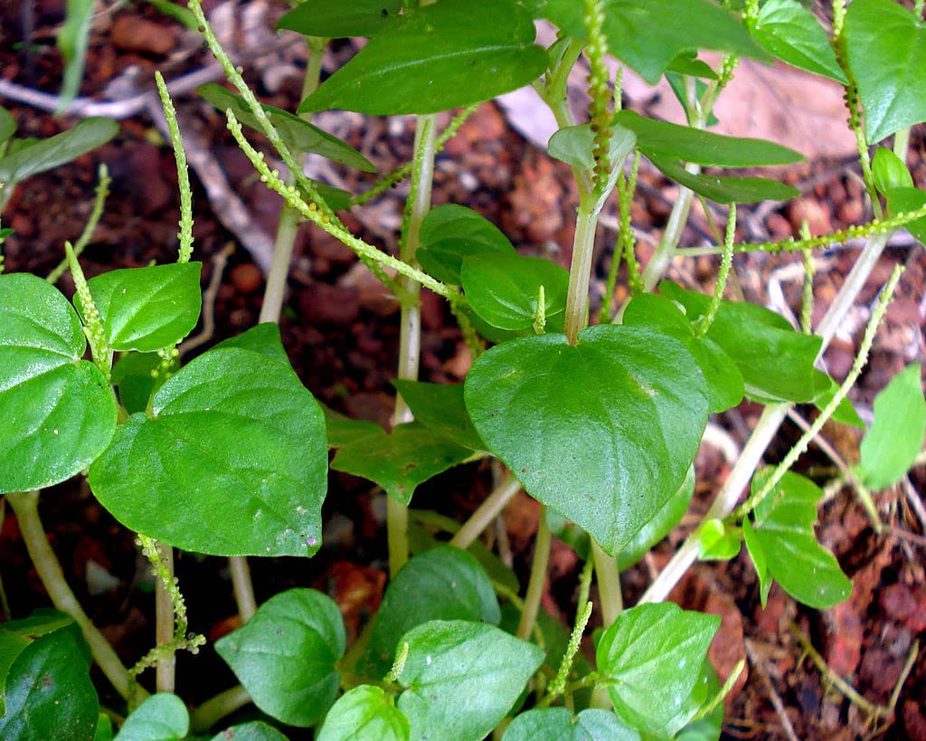 The Lucky Stars peperomia pellucida seeds ideal for quick sprouting in containers.