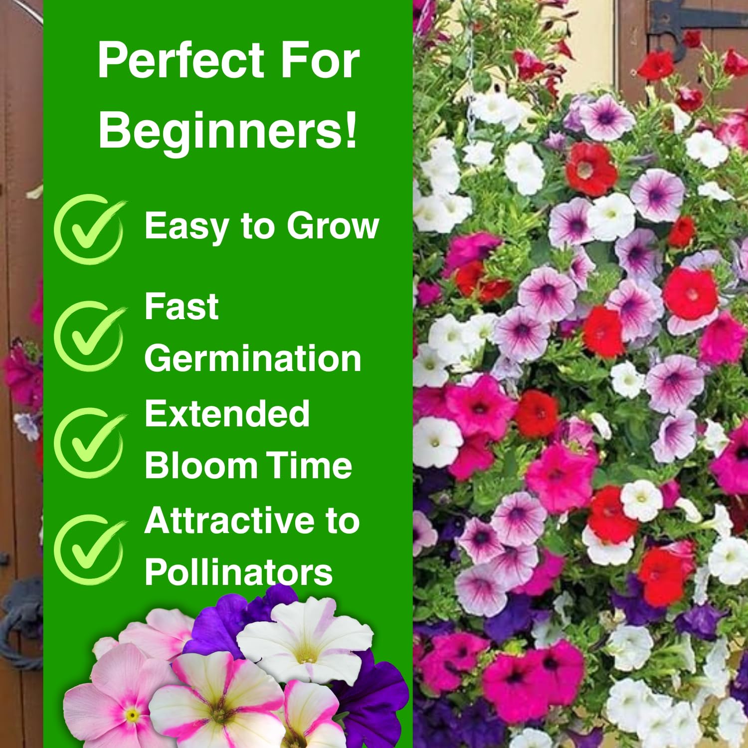 The Lucky Stars petunia seeds bee-friendly blooms attracting pollinators outdoors.