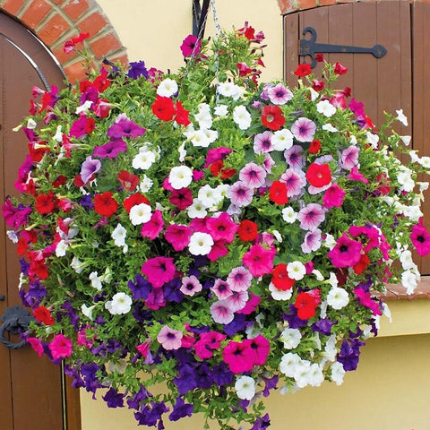 The Lucky Stars petunia seeds rainbow blooms brighten hanging baskets and borders all season.