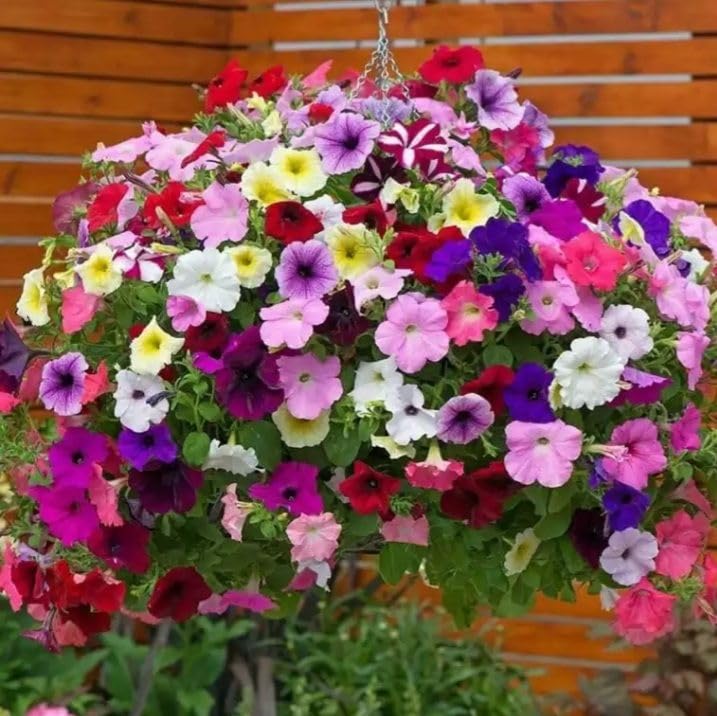 The Lucky Stars petunia seeds long-lasting blooms to attract butterflies and hummingbirds in pollinator gardens.