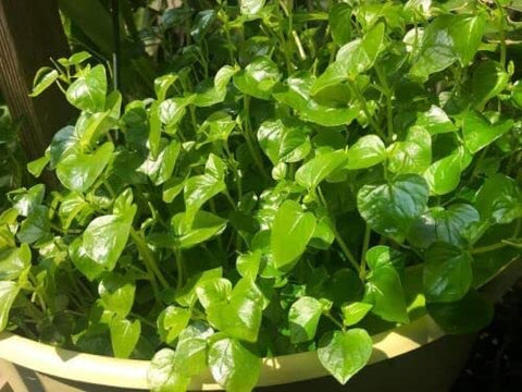 The Lucky Stars rau cang cua seed kit for versatile outdoor or indoor planting.