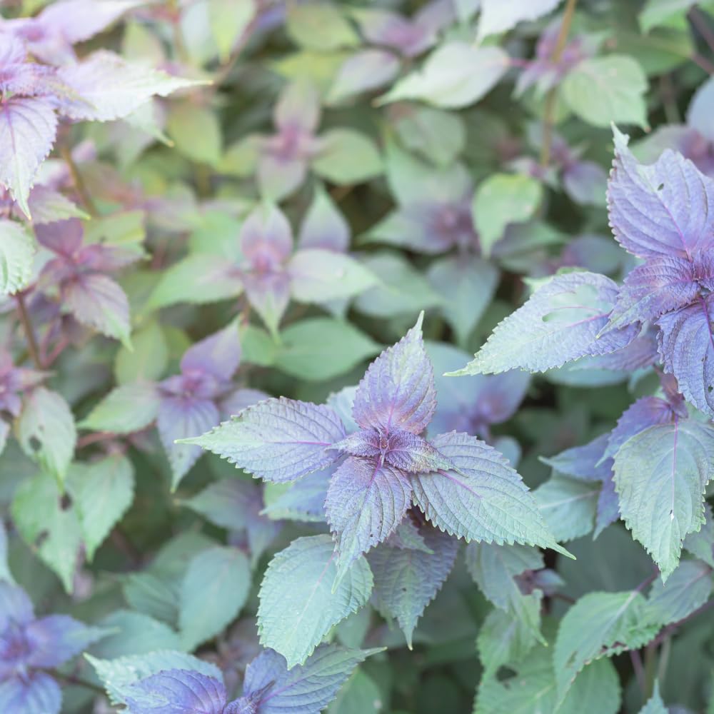The Lucky Stars Shiso leaf color variation: green to purple.