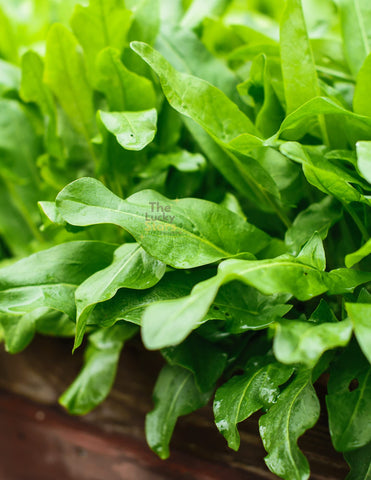 The Lucky Stars Green de Belleville sorrel leaves add tang to fresh salads.