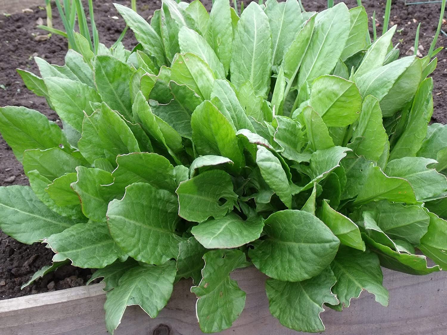The Lucky Stars sorrel harvest leaves suited for light sauté or garnish.