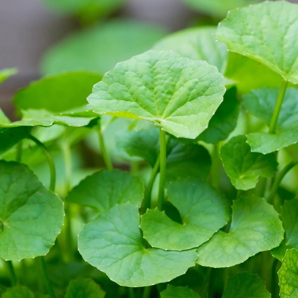 Seed storage in a temperature-controlled facility preserves freshness for later planting.