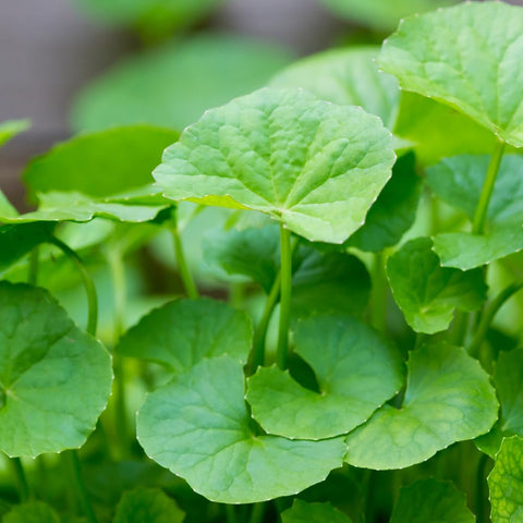 Seed storage in a temperature-controlled facility preserves freshness for later planting.