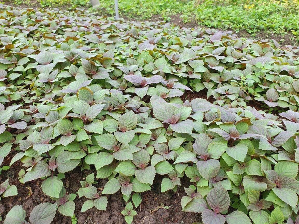 The Lucky Stars Vietnamese Perilla seeds packet for flavorful fresh greens.