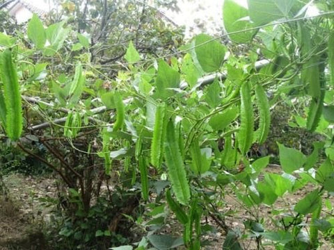 The Lucky Stars Winged Bean seed pack – 50 seeds for easy home gardening and tasty harvest.