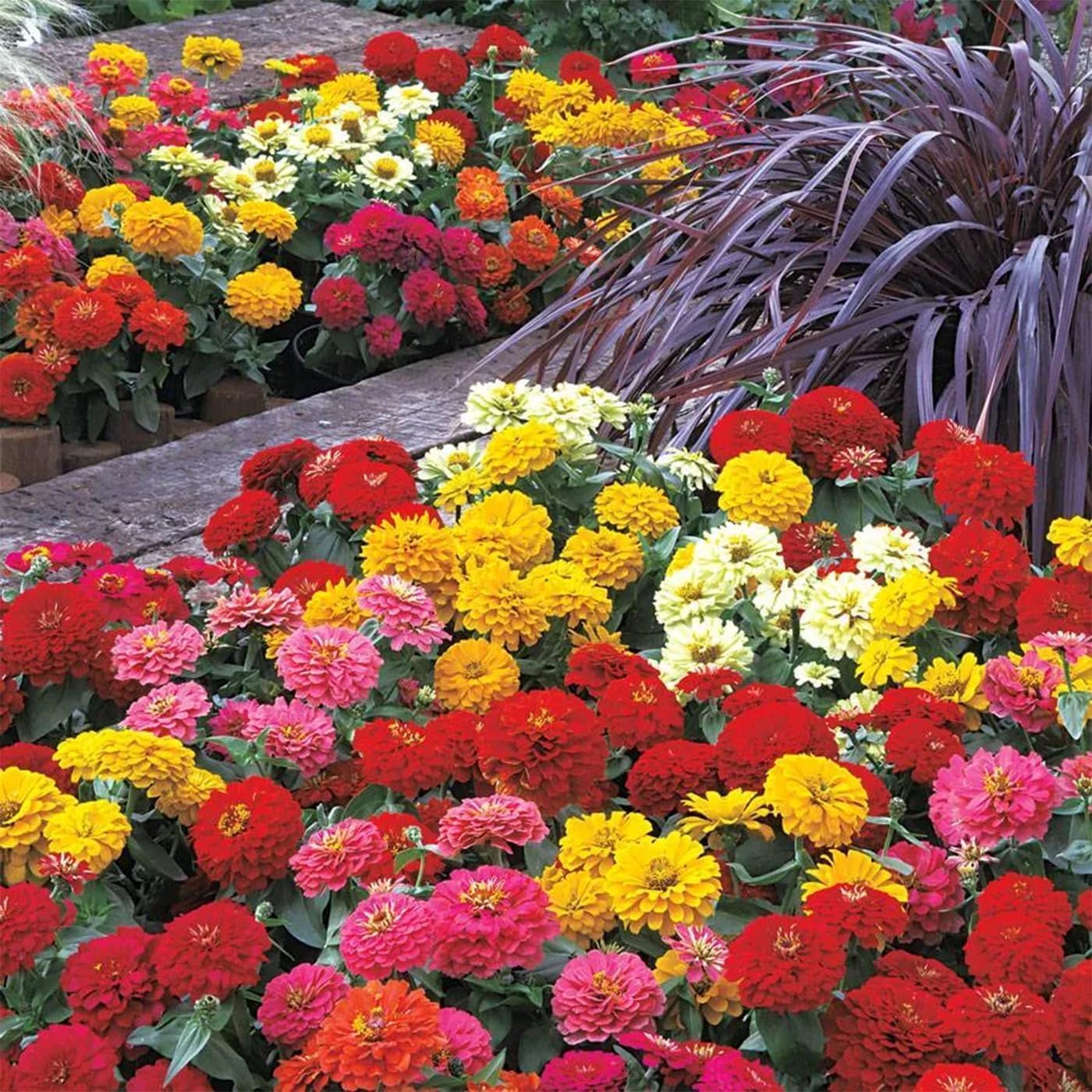 The Lucky Stars zinnia elegans lilliput seeds showcase compact blooms for small-space planters.