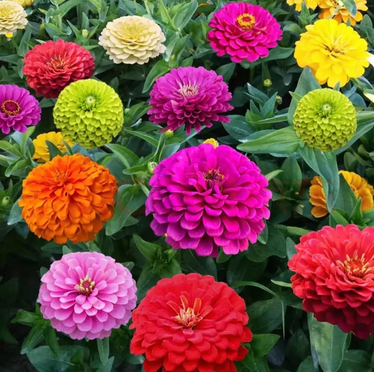The Lucky Stars zinnia seeds heat-drought-tolerant mix thrives in hot summers with minimal care.