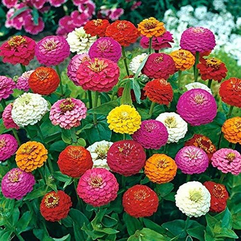 The Lucky Stars zinnia seeds support quick germination for fast color in the garden.