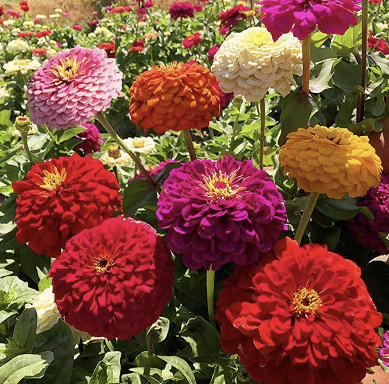 The Lucky Stars zinnia seeds with salmon pom-pom blossoms provide warm tones for mixed borders.