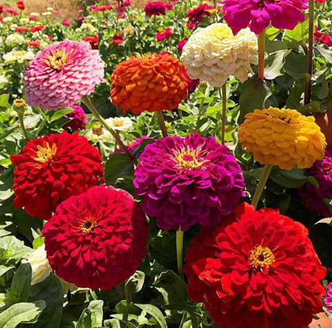 The Lucky Stars zinnia seeds with salmon pom-pom blossoms provide warm tones for mixed borders.