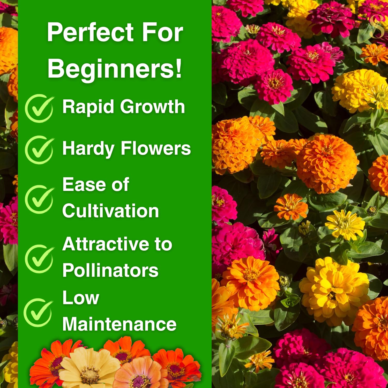 The Lucky Stars zinnia seeds pom-pom blossoms brighten beds for summer color.