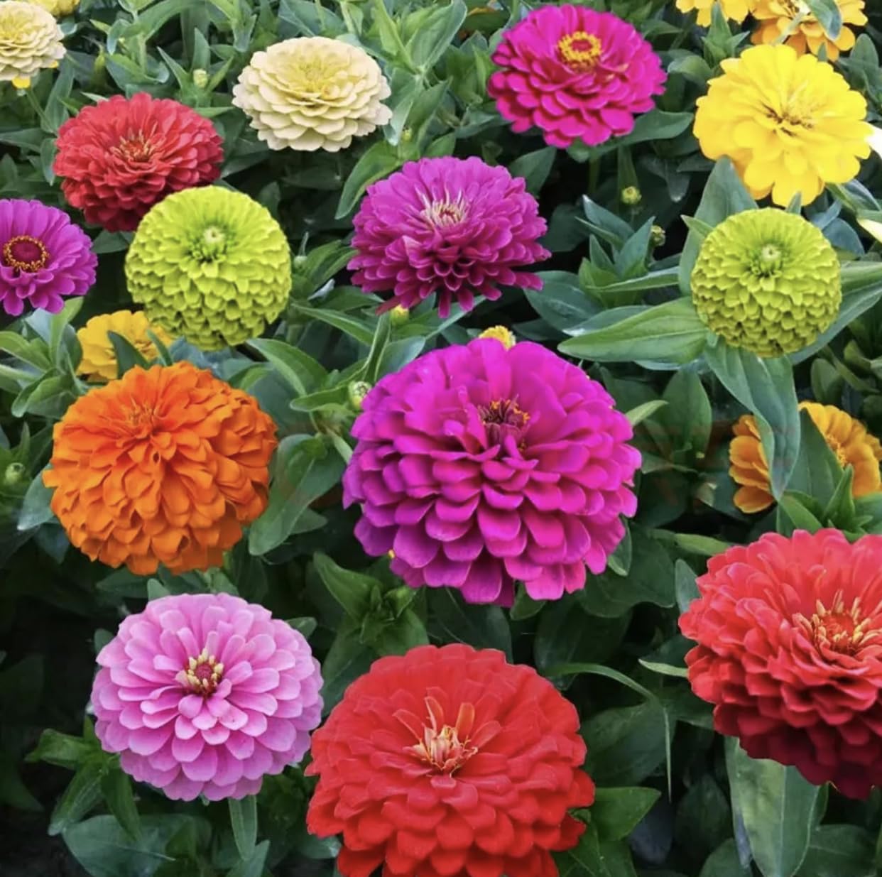 The Lucky Stars zinnia seeds deliver a reliable summer bloom with low-maintenance care.