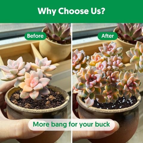 The Next Gardener succulent potting soil mix indoors ready-to-use for pots and planters.