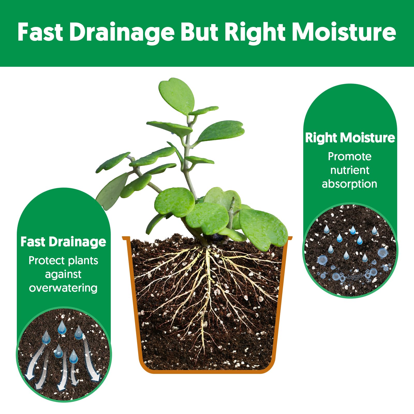 The Next Gardener succulent potting soil mix bag shows balanced moisture retention.
