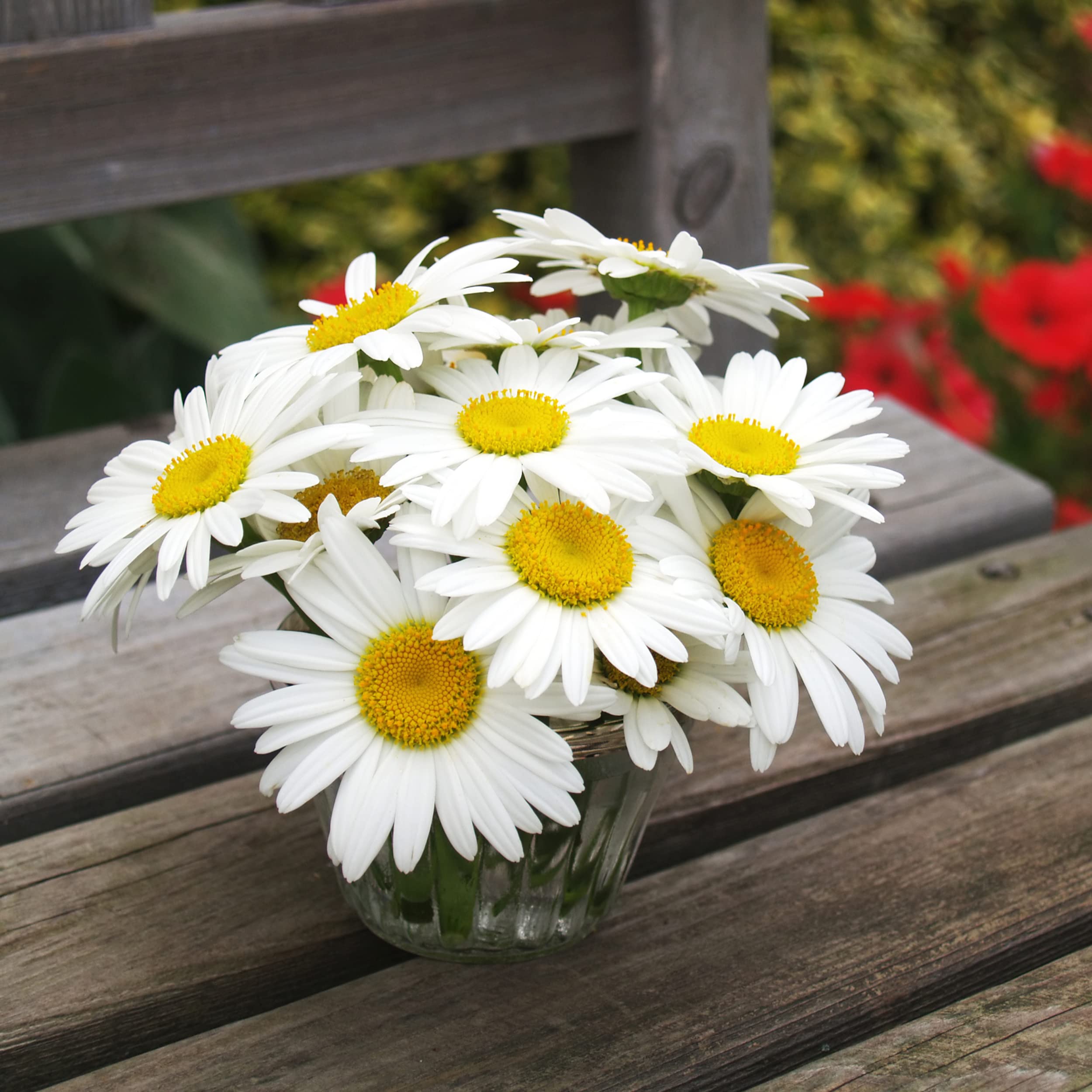 Back of The Old Farmer's Almanac Alaska Shasta Daisy seed packet with growing tips