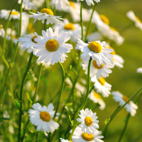 The Old Farmer's Almanac Alaska Shasta Daisy seed packet front highlights border color potential