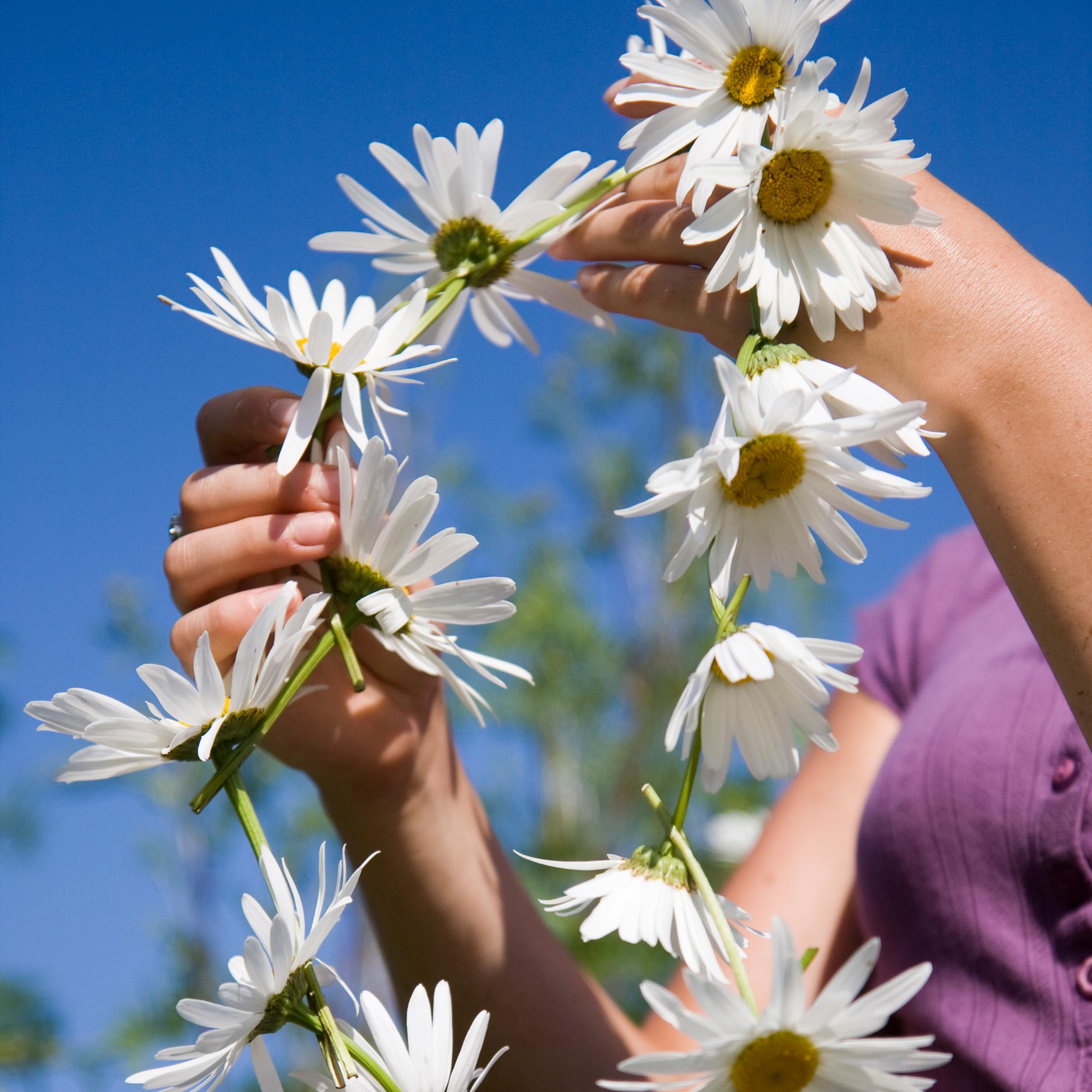 Alaska Shasta Daisy seeds produce 18-24 inch plants for tall borders