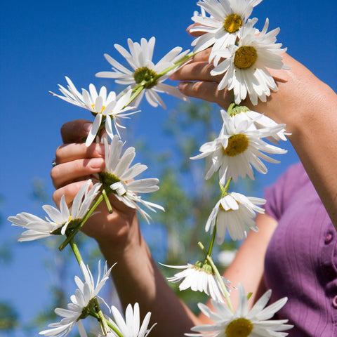 Alaska Shasta Daisy seeds produce 18-24 inch plants for tall borders