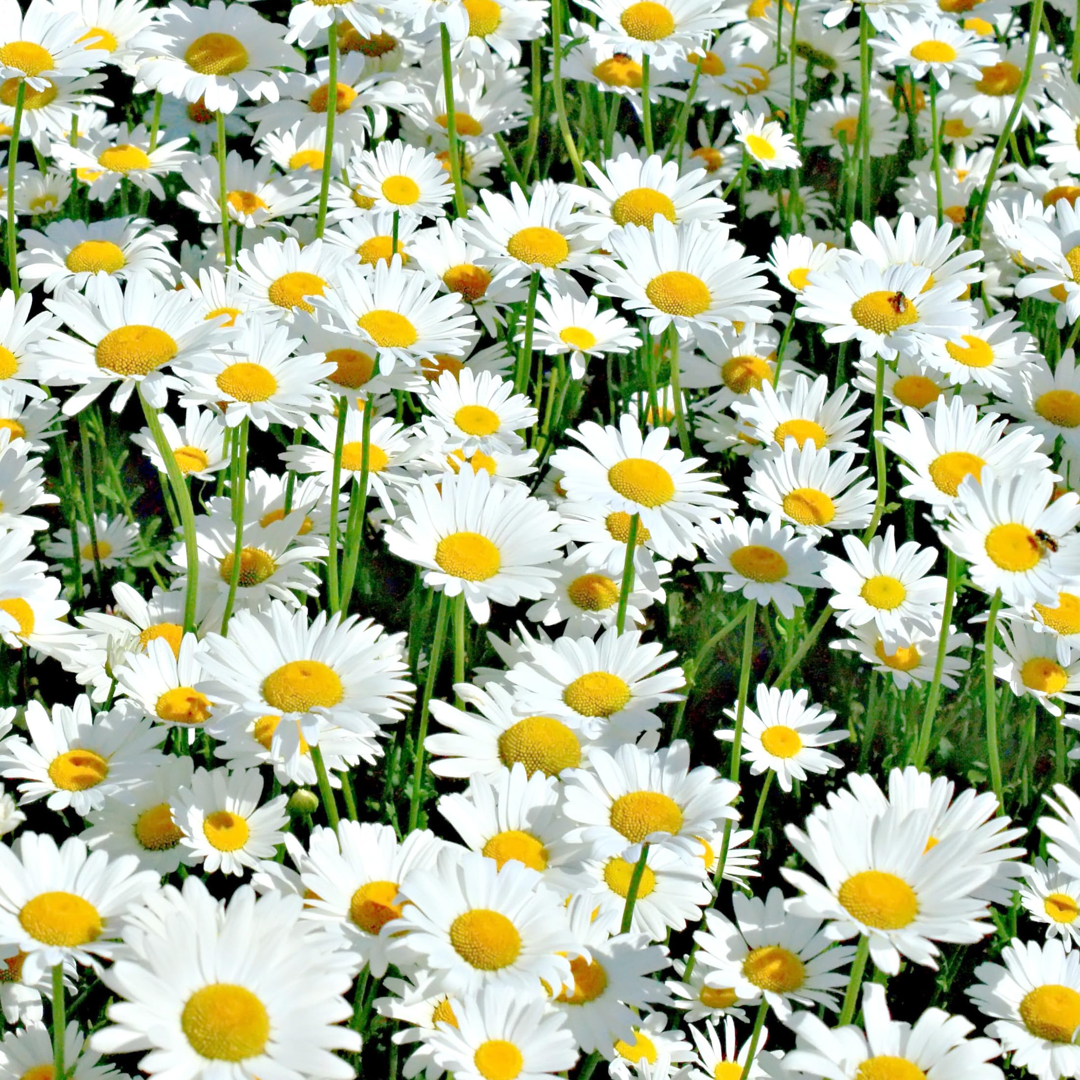 The Old Farmer's Almanac Alaska Shasta Daisy seeds ideal for bright border gardens