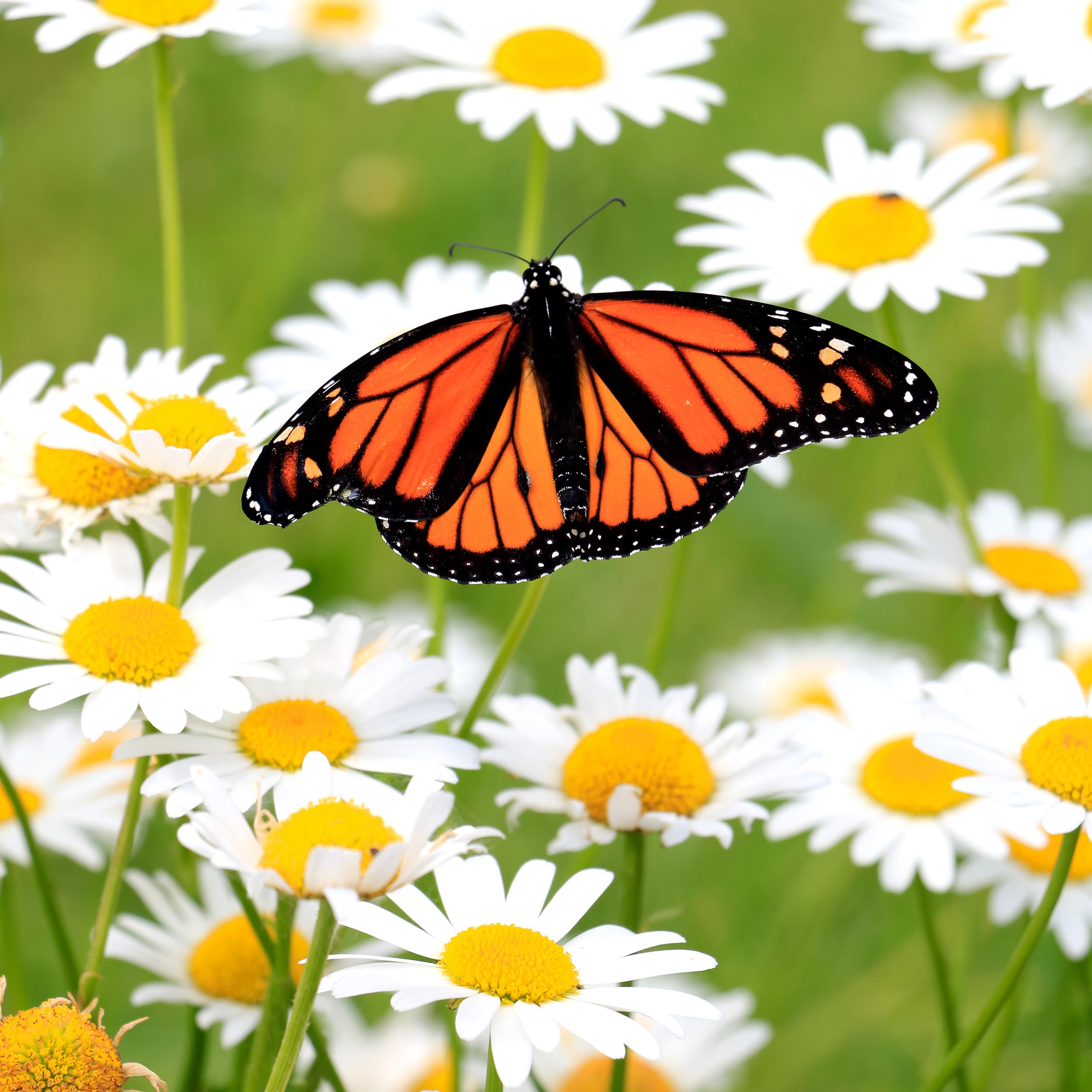 The Old Farmer's Almanac Alaska Shasta Daisy seeds attract butterflies and pollinators
