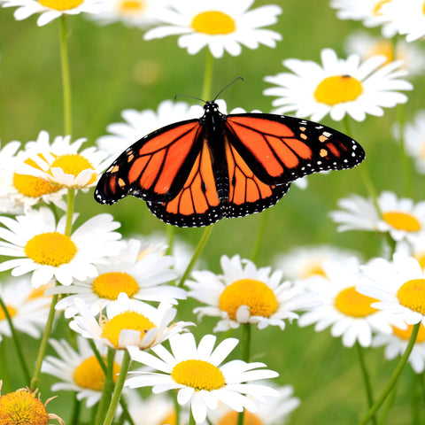 The Old Farmer's Almanac Alaska Shasta Daisy seeds attract butterflies and pollinators