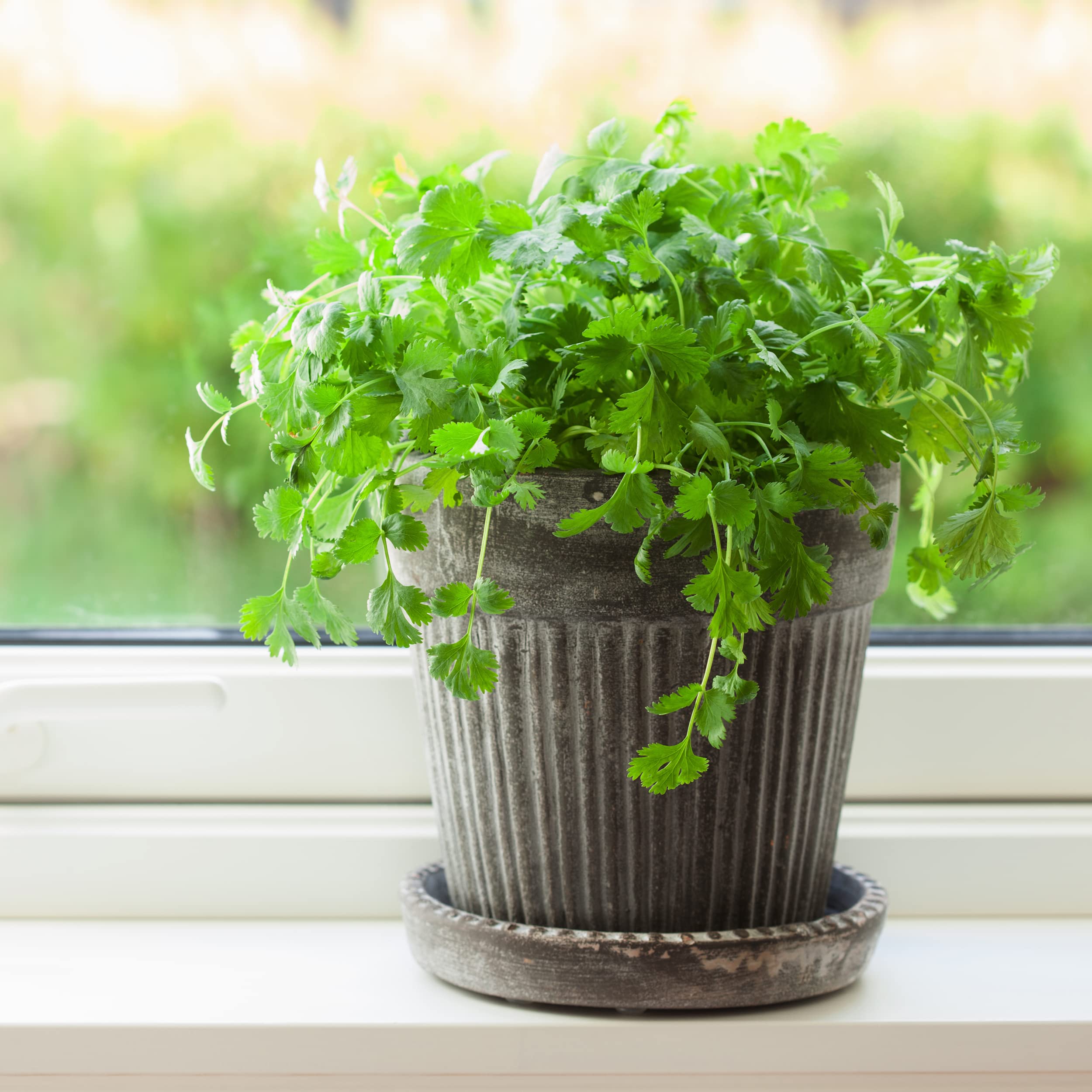 The Old Farmer's Almanac 210-seed cilantro packet ready for planting.
