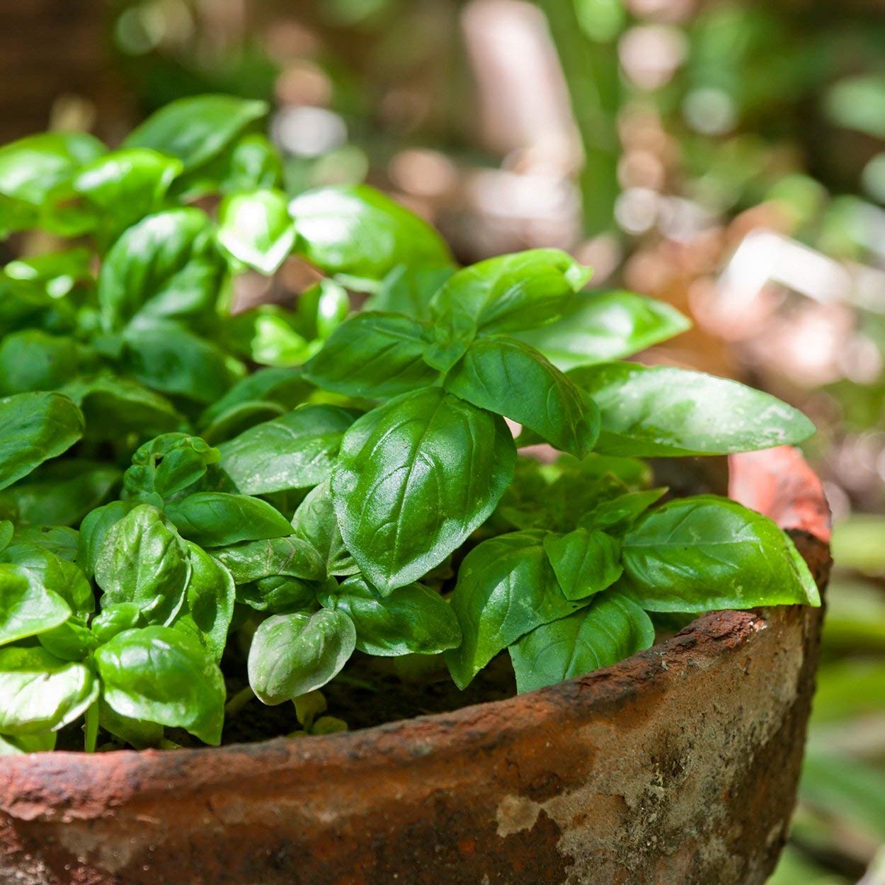 The Old Farmer's Almanac Italian Large Leaf basil thriving in a sunlit balcony garden.