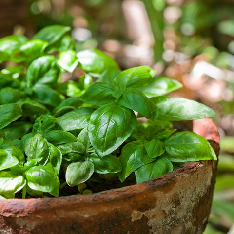 The Old Farmer's Almanac Italian Large Leaf basil thriving in a sunlit balcony garden.