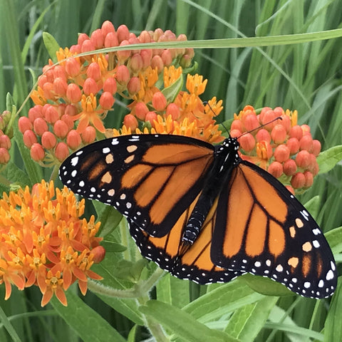 Butterfly milkweed flower clusters close-up highlighting vibrant orange blooms attracts pollinators