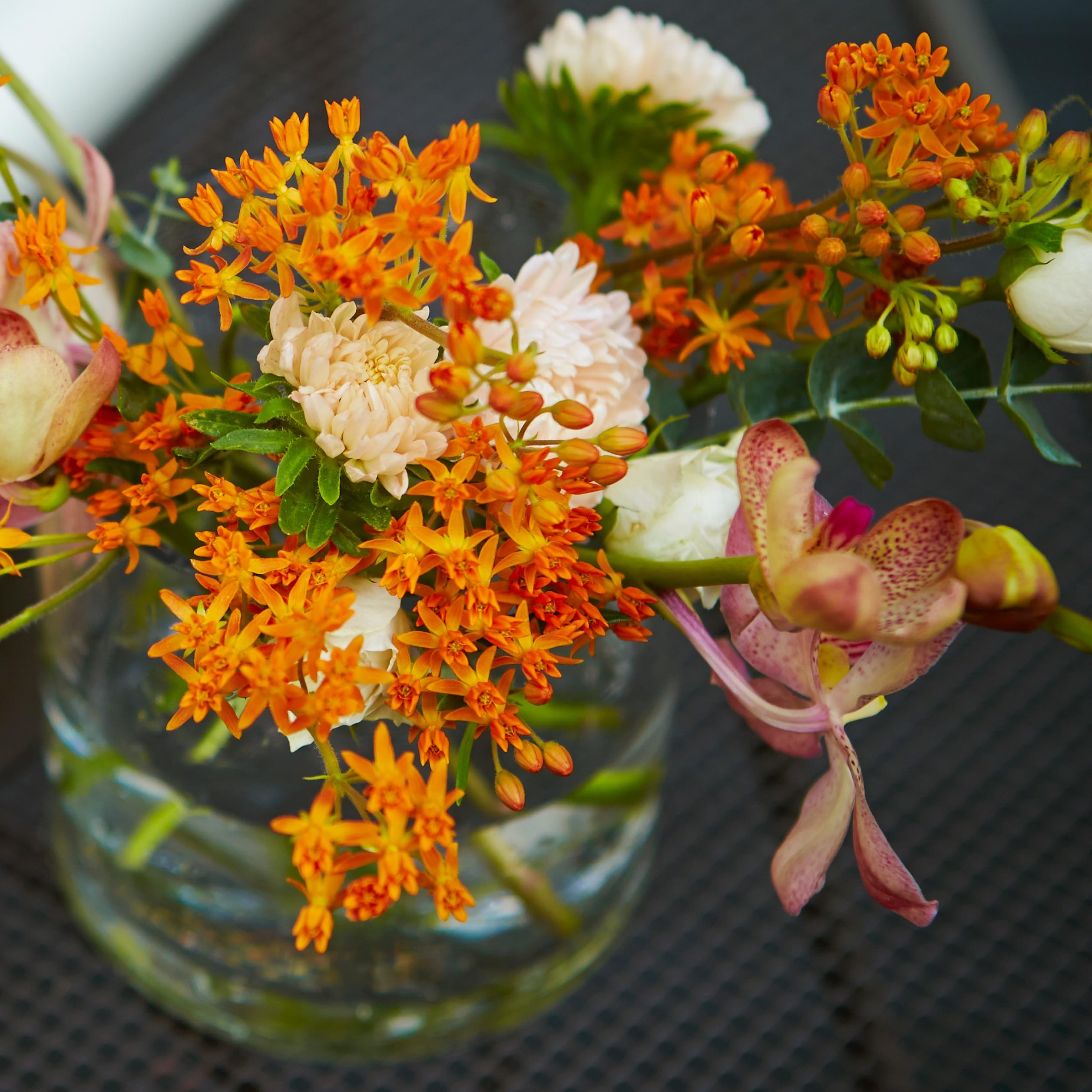 Pollinator-friendly garden setup with butterfly milkweed complements monarch habitats