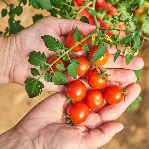 The Old Farmer's Almanac harvest-ready tomatoes on the vine for meals