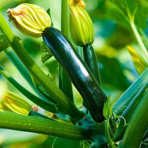 The Old Farmer's Almanac harvest-ready zucchini ready for fresh slicing