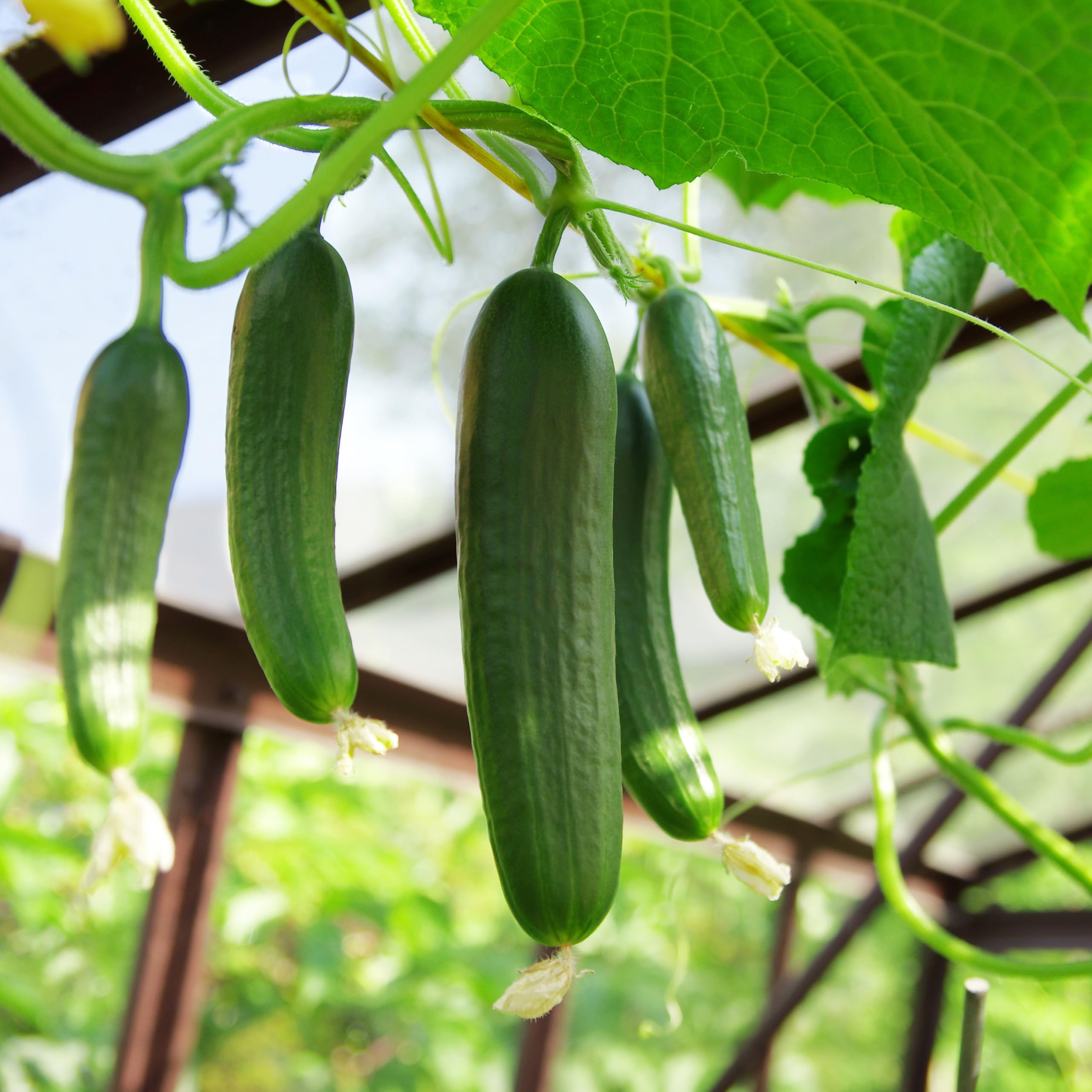 Harvest-ready Tendergreen cucumber for slicing in salads and sandwiches
