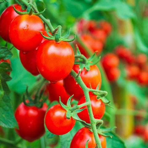 The Old Farmer's Almanac open-pollinated seeds suitable for heirloom gardening