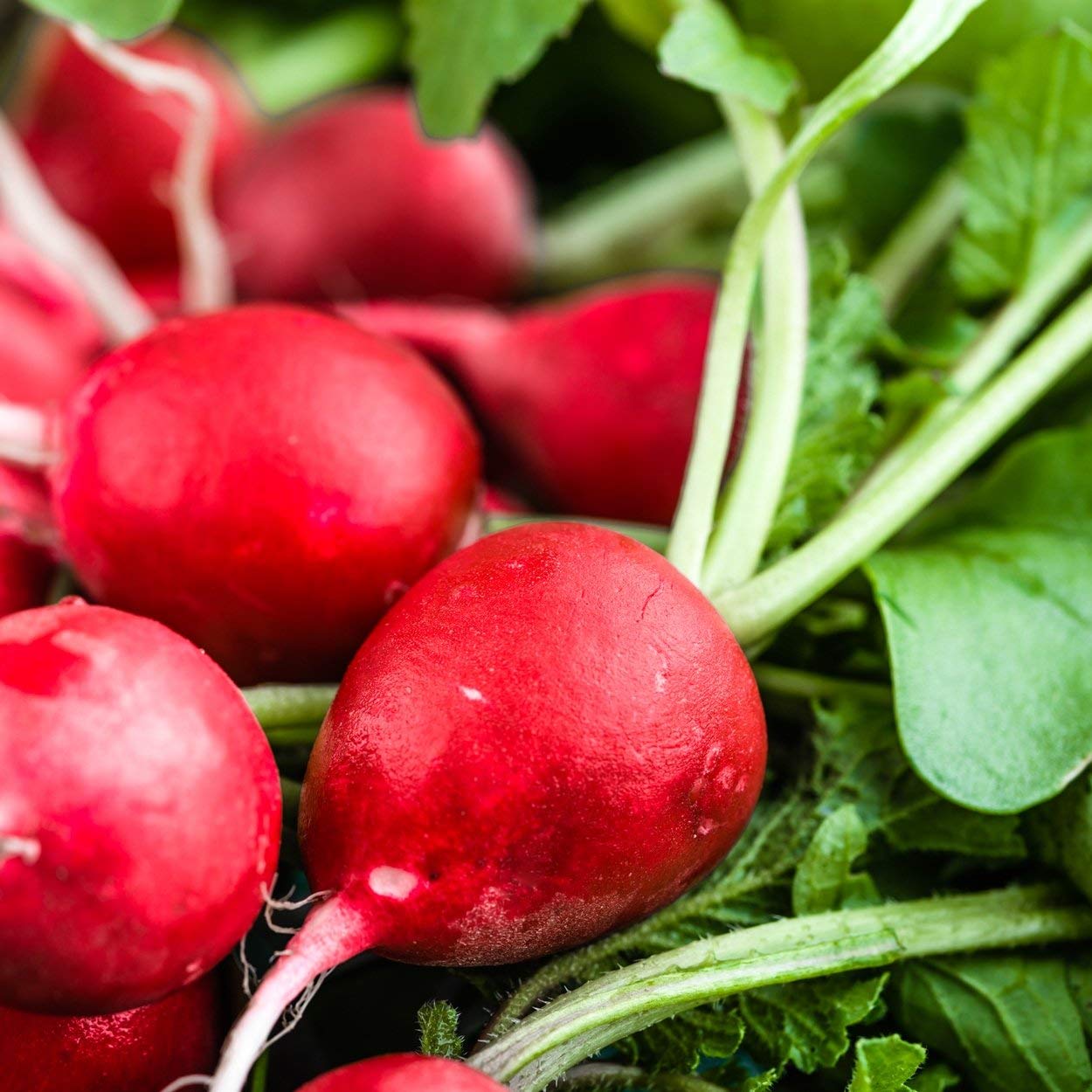 The Old Farmer's Almanac organic seed packet for Cherry Belle radishes.