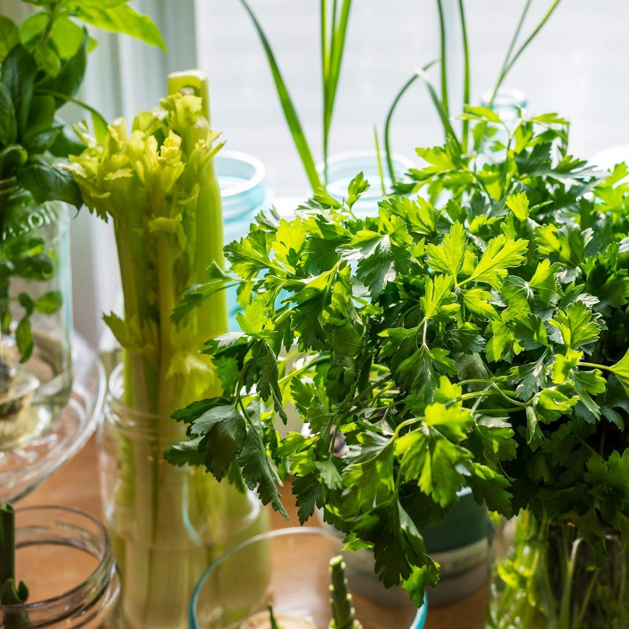 Old Farmer's Almanac parsley harvest outdoors offers year-round culinary herbs