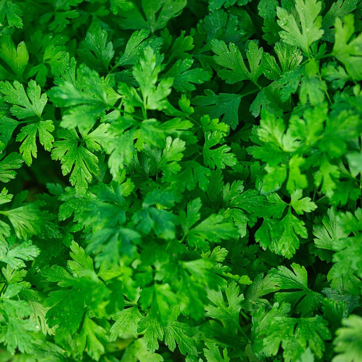 The Old Farmer's Almanac parsley enhances sauces and soups
